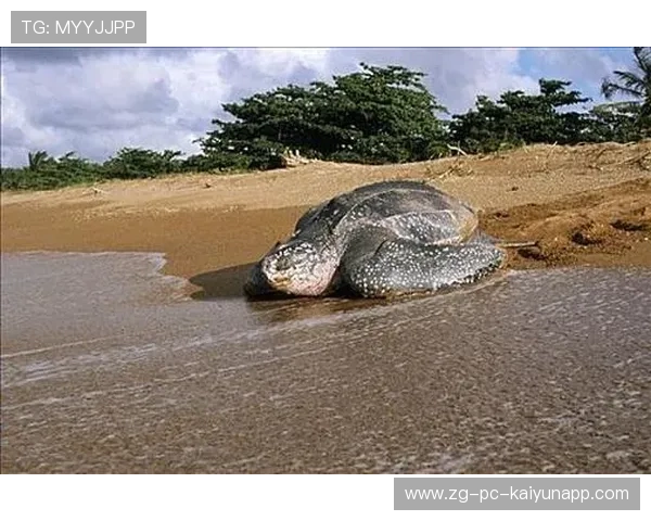 圭亚那打造乌龟运动特色文化节，圭亚那景点